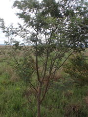 Acacia dealbata