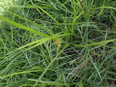 Cyperus esculentus