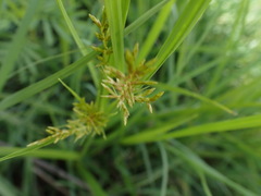 Cyperus esculentus