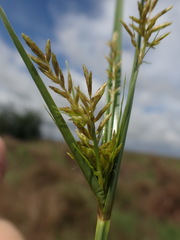 Cyperus esculentus