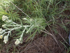 Pseudognaphalium oligandrum