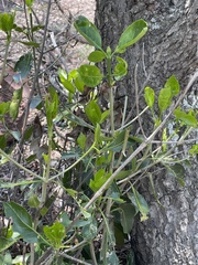 Coptosperma rhodesiacum