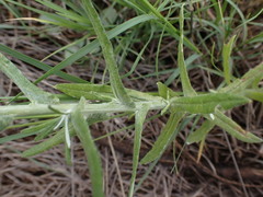 Pseudognaphalium oligandrum