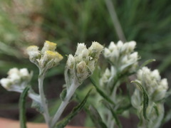 Pseudognaphalium oligandrum