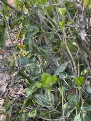 Coptosperma rhodesiacum
