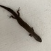 Colobodactylus taunayi - Photo (c) rosatelli,  זכויות יוצרים חלקיות (CC BY-NC)