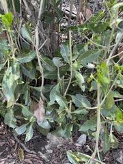 Coptosperma rhodesiacum