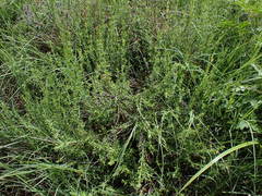 Pollichia campestris