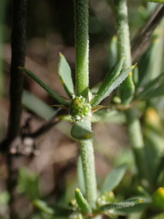 Pollichia campestris
