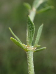 Pollichia campestris