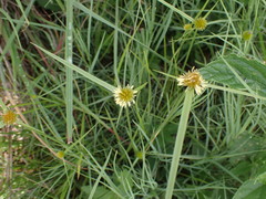 Cyperus erectus