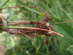 Cyperus erectus