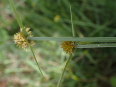 Cyperus erectus