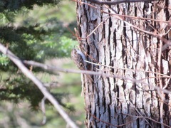 Certhia familiaris japonica