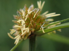 Cyperus erectus