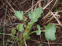 Cineraria lyratiformis