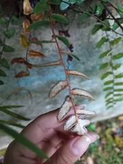 Astrolepis integerrima