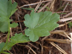 Cineraria lyratiformis