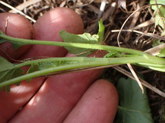 Cineraria lyratiformis