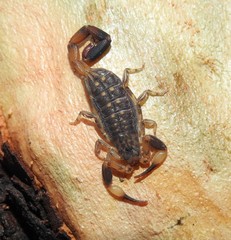 Reddyanus melanodactylus