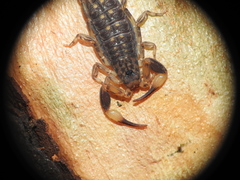 Reddyanus melanodactylus