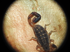 Reddyanus melanodactylus