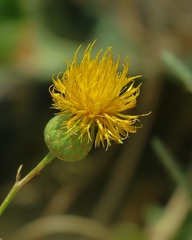 Centaurea behen