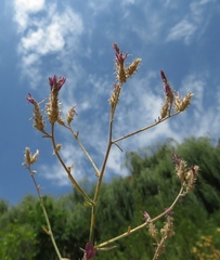 Centaurea virgata squarrosa