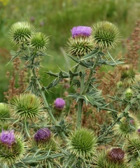 Cirsium ciliatum