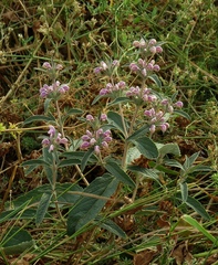 Phlomis herba-venti