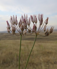 Allium moschatum