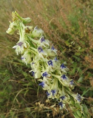 Delphinium szowitsianum