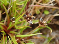 Juncus antarcticus