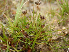 Juncus antarcticus