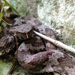 Craspedocephalus puniceus