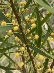 Acacia simsii