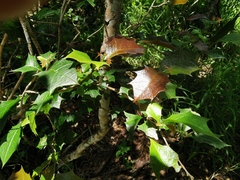 Alchornea ilicifolia