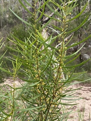 Acacia simsii