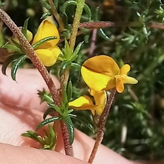 Aspalathus divaricata