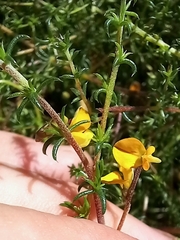 Aspalathus divaricata