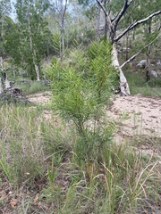 Acacia simsii