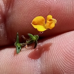 Aspalathus divaricata