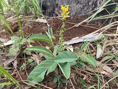 Crotalaria mitchellii