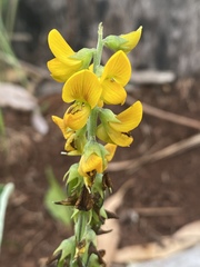 Crotalaria mitchellii