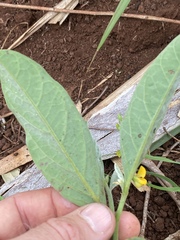 Crotalaria mitchellii