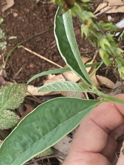 Crotalaria mitchellii