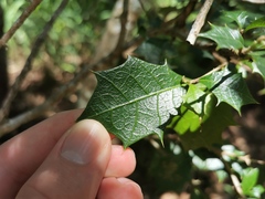 Alchornea ilicifolia