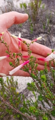 Erica berzelioides