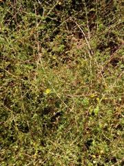 Aspalathus divaricata