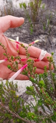 Erica berzelioides
